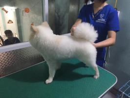 Phòng khám thú y uy tín nhất tại Vĩnh Phúc