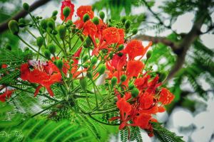 Bài thơ hay viết về các loài hoa mùa hạ