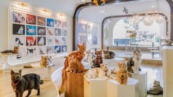 Quán cafe mèo độc đáo nhất Hà Nội
