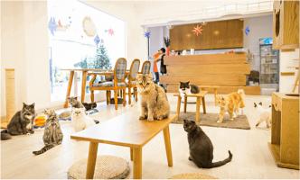 Quán cafe thú cưng thú vị nhất ở Đà Nẵng