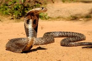 Loài rắn độc và nguy hiểm nhất ở Việt Nam