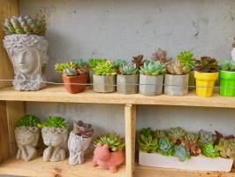 Địa chỉ bán sen đá đẹp nhất TP. Vinh, Nghệ An
