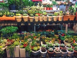 Shop bán cây cảnh đẹp nhất trên Shopee