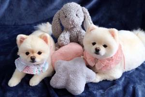 Shop bán phụ kiện thú cưng uy tín và chất lượng ở Đà Nẵng