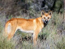 Sự thật thú vị nhất về loài chó Dingo