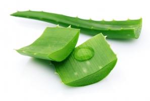 Tác dụng chữa bệnh thần kỳ của cây nha đam có thể bạn chưa biết