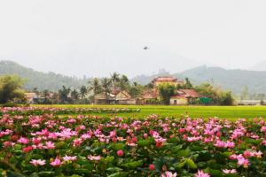 Bài thơ viết về Đồng Tháp hay nhất
