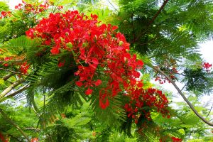 Bài thơ hay viết về tháng 5