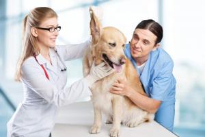 Phòng khám thú y uy tín nhất tỉnh Sóc Trăng