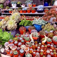 Địa chỉ bán sen đá đẹp nhất Hải Phòng