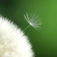 Mint Trần
